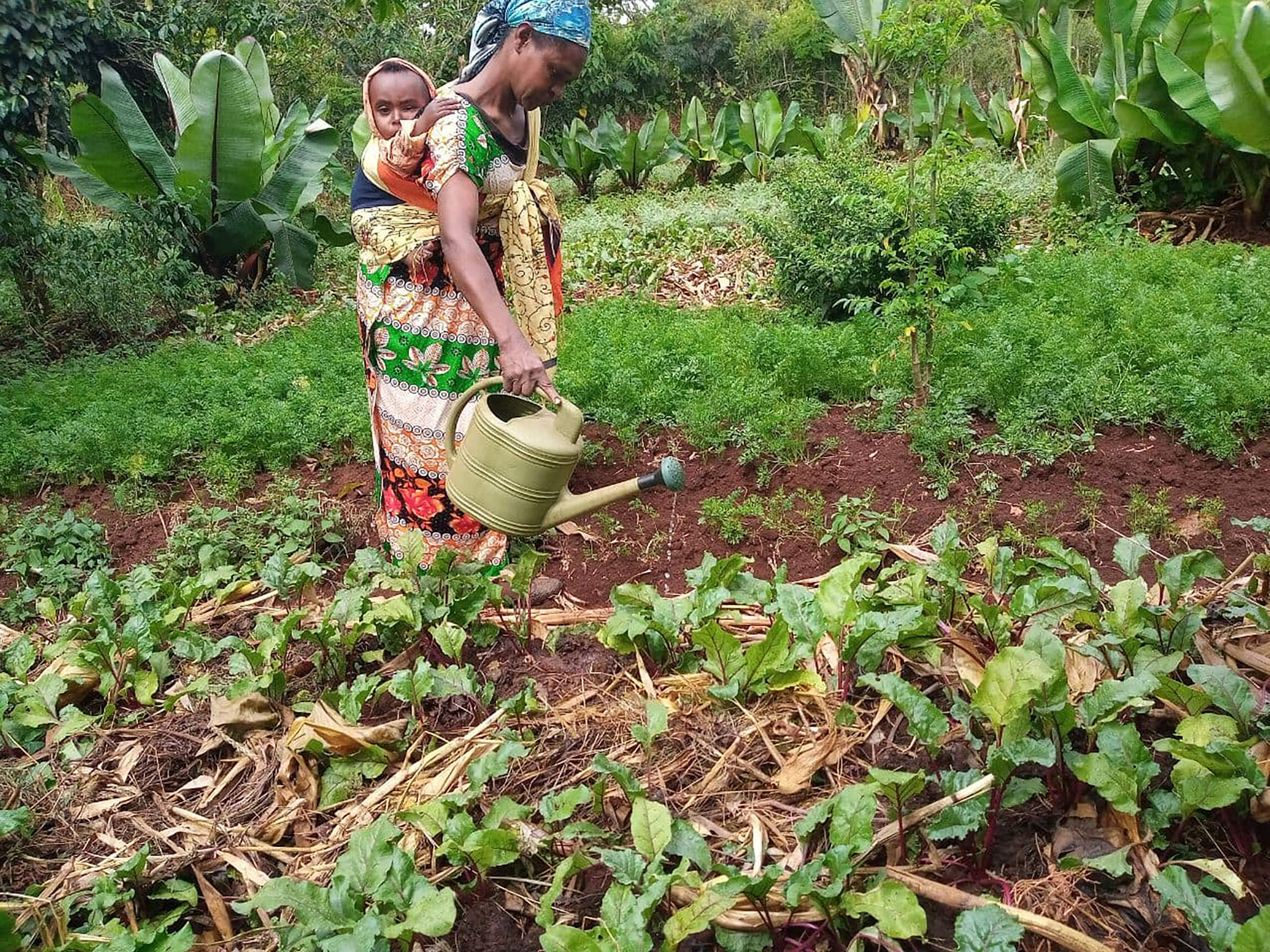 Birhanesh Beyene carries her 18-month-old son, Abenezer, on her back while watering her vegetable garden.