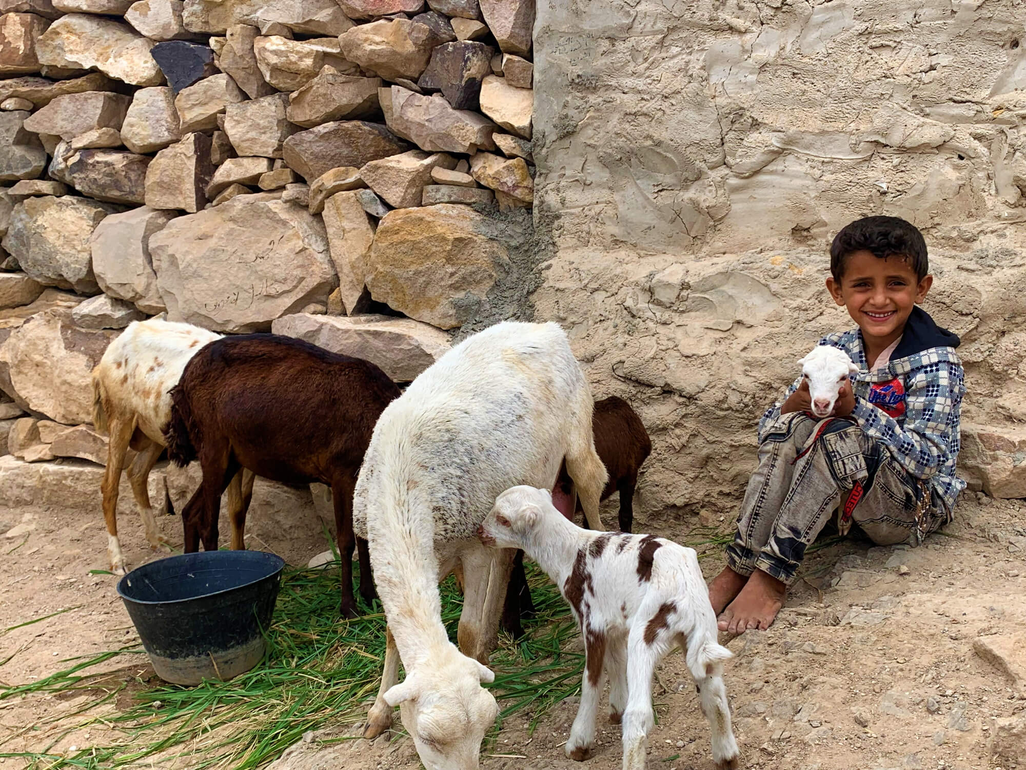 International Medical Corps’ Food Security and Livelihoods team in Yemen provided Abduljabbar Ahmed and his family with three female sheep. Here, Abduljabbar’s son Issa is shown holding one of the lambs born to the family’s new herd.