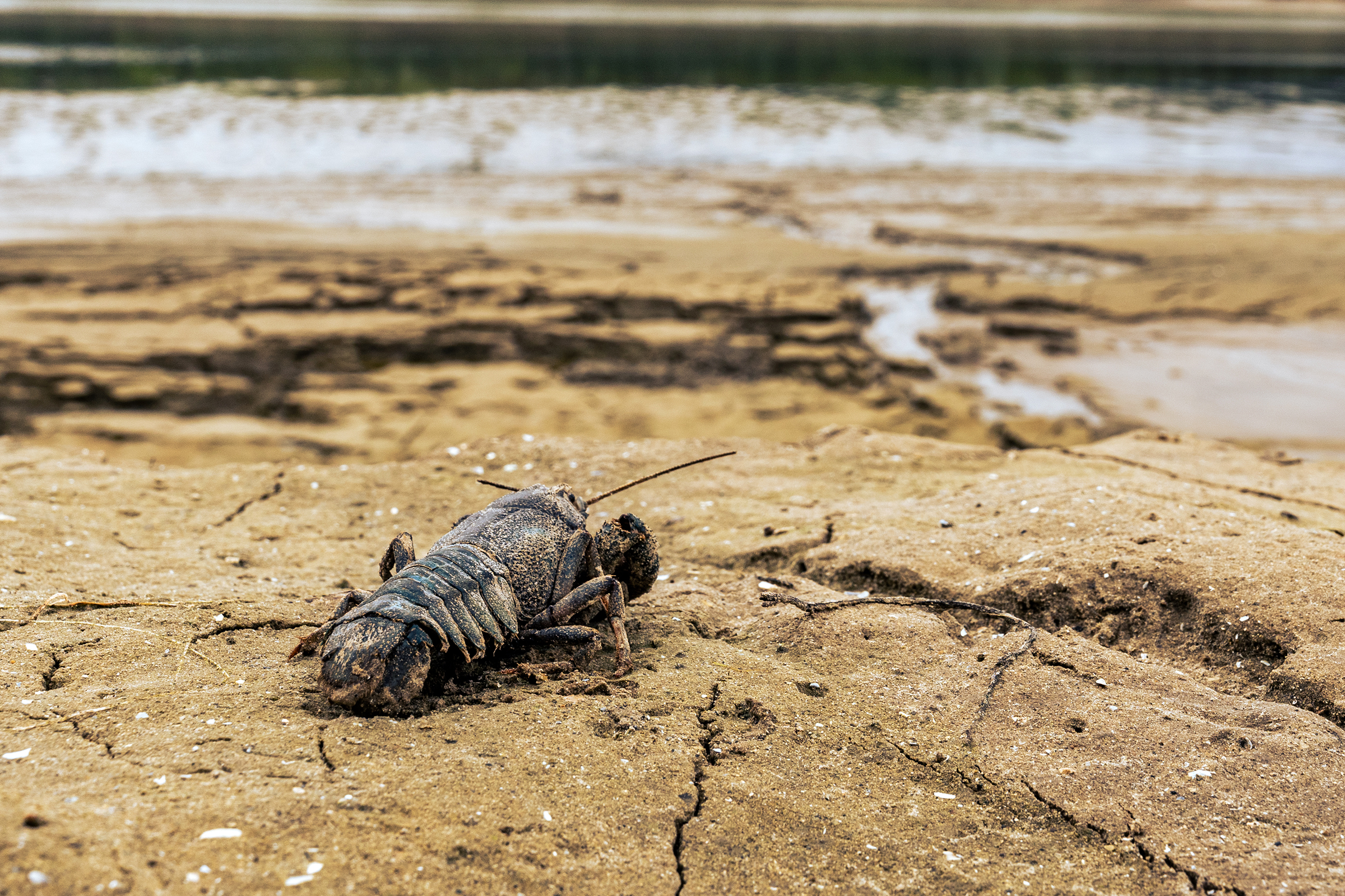 The breach of the Kakhovka Dam breach significantly lowered water levels in the area above it, creating a humanitarian and environmental catastrophe.