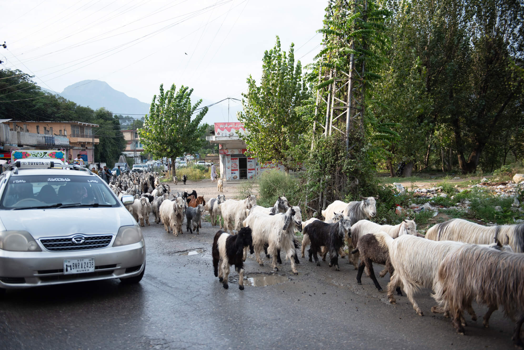 Goats walk through Buner at the end of the day. Shepherds often take their flocks to graze in the mountains in the morning and return home at dusk.